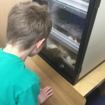 Chicks 2