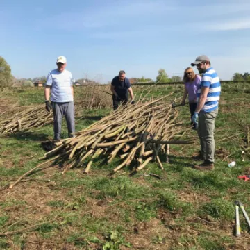 coppice 2