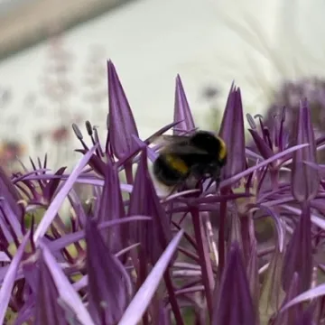 Bee