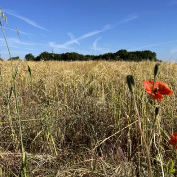 Ripening wheat