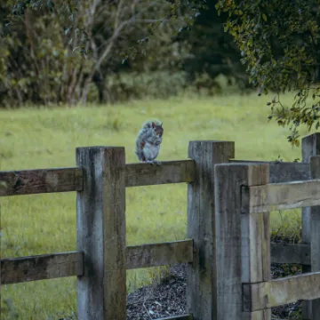 Squirrel on Fence