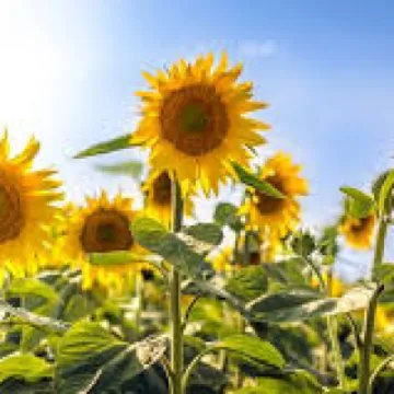 sunflowers 2