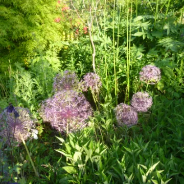 Flower Club Firs Garden June 2023 MD P1040286