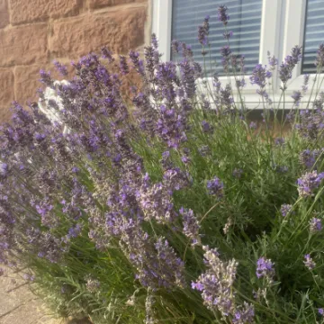 Open Gardem weekend 2023 79 Hockenhull La 0