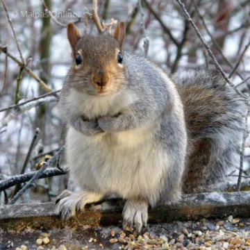 Squirrel 1
