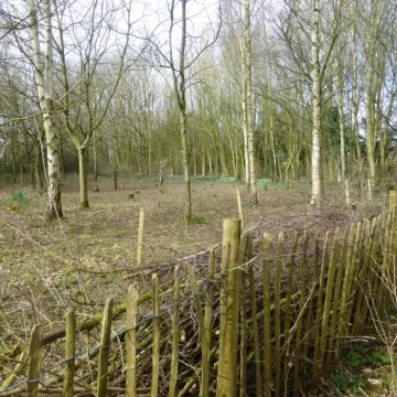 Tcw Dead Heages Feb 2024 16beb38