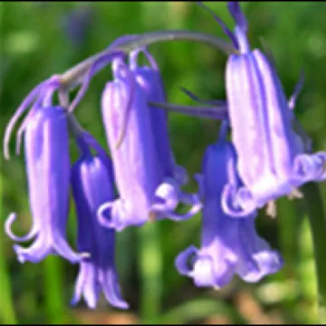 Bluebell
