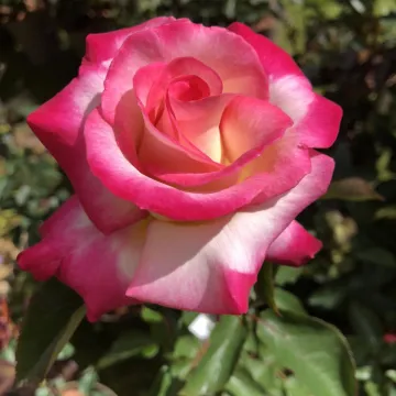 Rose of the Year &ndash; You're My Everything C&K Jones