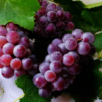 Grape Fruits