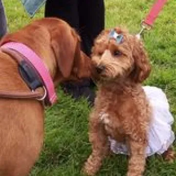 Dog 5