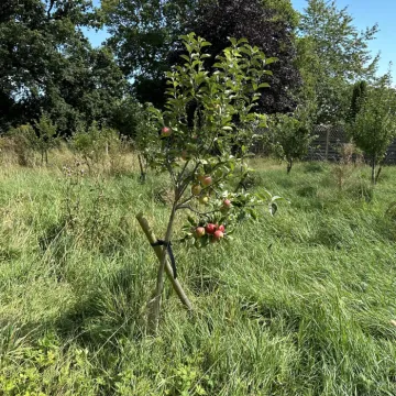 Community Orchard 05