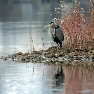 Photo of Heron on Rocks Near Body of Water