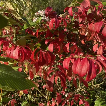 Autumn garden