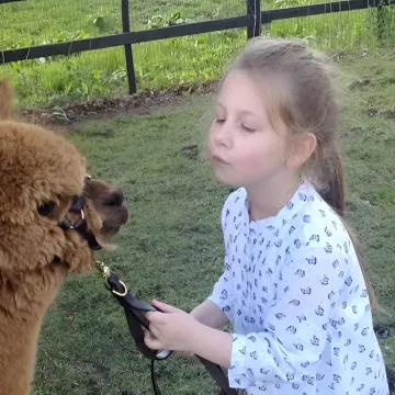 Alpaca Therapy Sessions