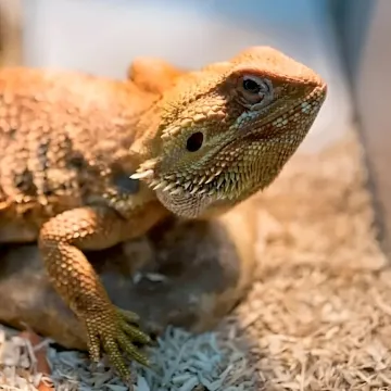 Iguana
