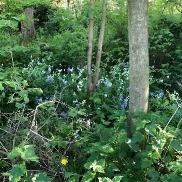 Wilding Area 1