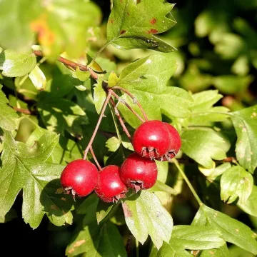 Hawthorn, hawthorn fruit, red fruit