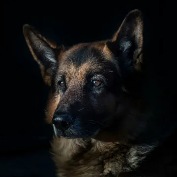 Close-up of a German Shepherd dog in dramatic lighting, highlighting its features.