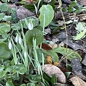 Snowdrop