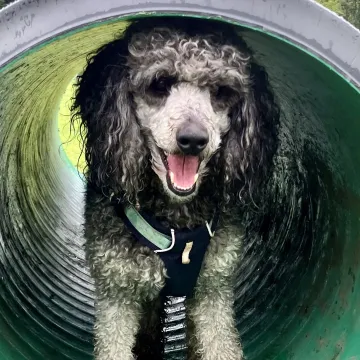 Herbie in a tube
