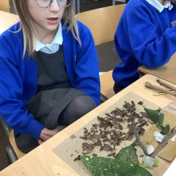 Y3 biomes 2