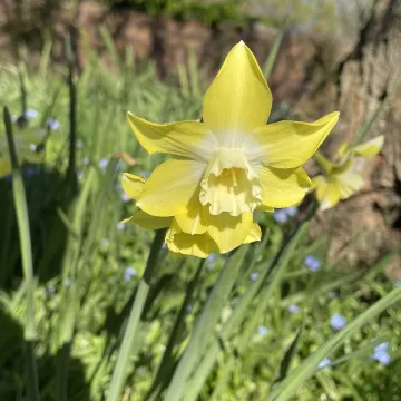 Mzz B's Garden April 25