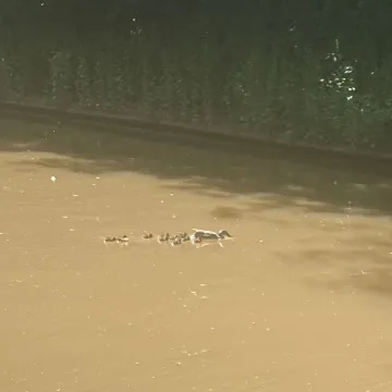 ducklings