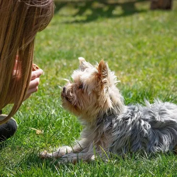 Dog, dog training, training, human and animal, animal, domestic animal, nature, yorkie, yorkshire terrier, garden, pet, meadow
