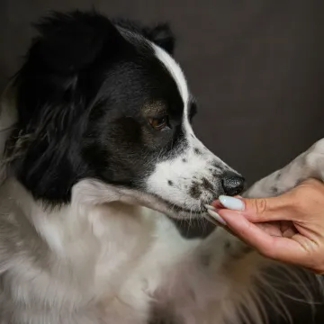 A Border Collie dog offers paw to a human hand for a treat indoors.