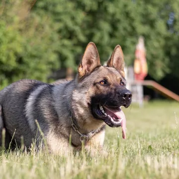 Dog, portrait, trainer, mazel, animal, garden, nature, breed, friend, pet, mammal