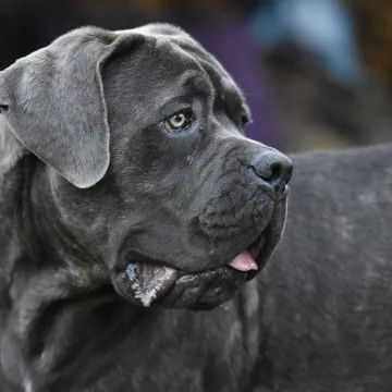 Cane corso, nature, dog, animals, canecorso, pet, animal, mastiff