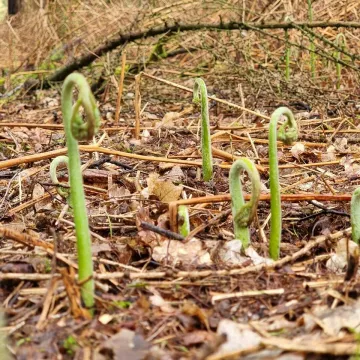 New Growth