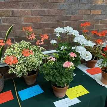 More Flower Exhibits
