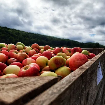 Crate of apples