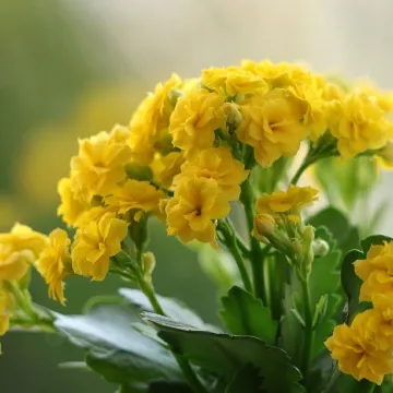 Kalanchoe, flowers, yellow flowers, plants, yellow