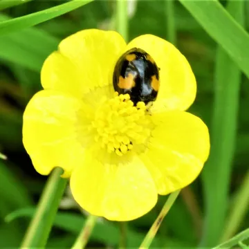 Ladybird2