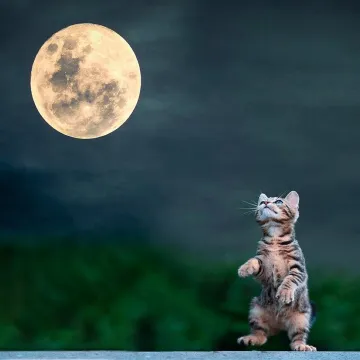 Moon, night, cat, mascot, darling, feline, vegetat