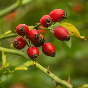 Rosehips, fall, rose hip berries, red, plant, rose