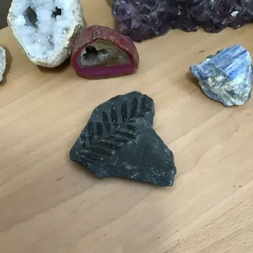 Fossils