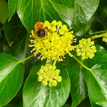 Ivy 2