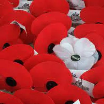 Amc Poppies