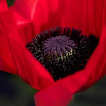 Close-up of a vibrant red poppy flower showcasing