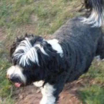 Pheasant Inn walk 2015