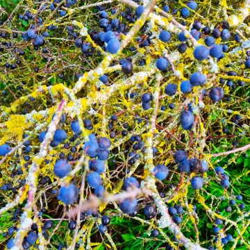 Sloes (2)
