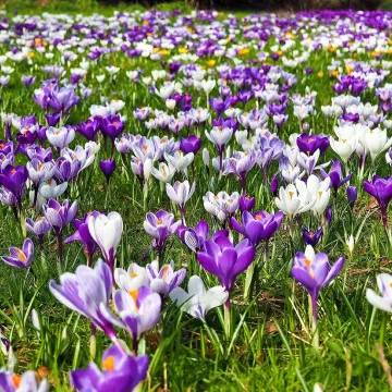 Crocus, flower, flower background, spring, spring