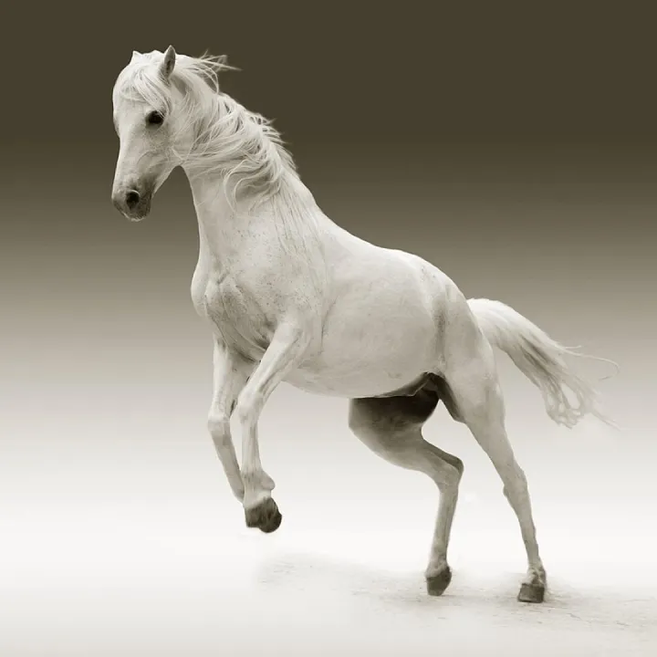 Horse, mare, animal, female horse, white horse