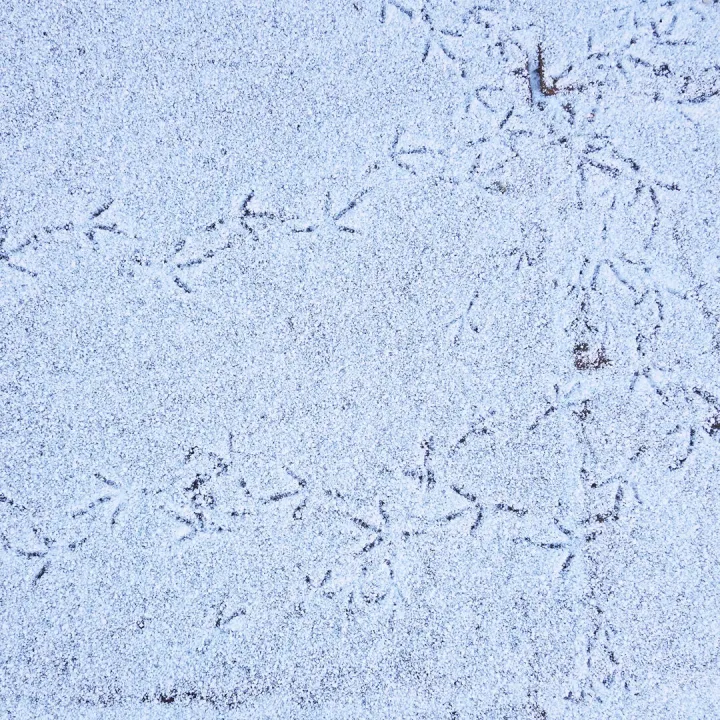 RR Making Tracks S02698