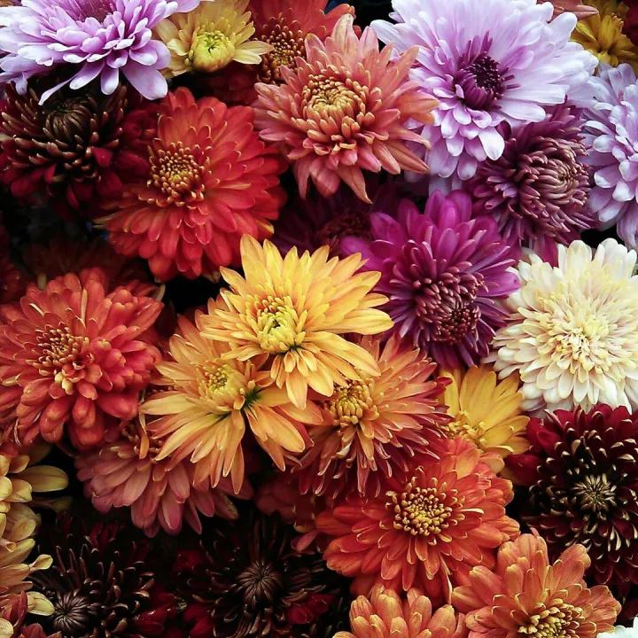 A vivid assortment of chrysanthemum flowers in