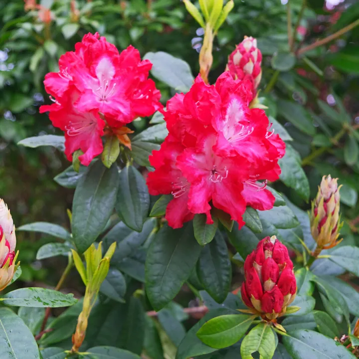 RR Red Rhododendrons F9218