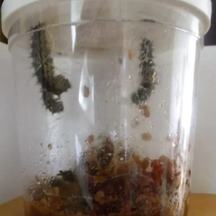 12-9-16 Day 11 12 mid-day